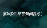 貓咪脫毛結痂新聞視頻(貓脫毛結痂怎么處理)