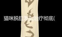 貓咪脫肛怎么治療徹底(貓咪脫肛怎么辦)