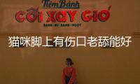 貓咪腳上有傷口老舔能好嗎