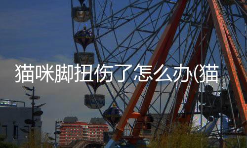 貓咪腳扭傷了怎么辦(貓咪腳爛了用什么藥)
