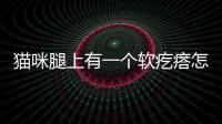 貓咪腿上有一個軟疙瘩怎么回事(貓貓腿上有個疙瘩)
