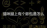 貓咪腿上有個膿包是怎么回事？貓咪的腿上有小疙瘩