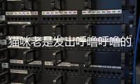 貓咪老是發出呼嚕呼嚕的聲音是怎么回事？貓咪老是發出呼嚕呼嚕的叫聲