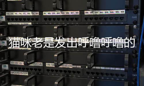 貓咪老是發(fā)出呼嚕呼嚕的聲音是怎么回事？貓咪老是發(fā)出呼嚕呼嚕的叫聲