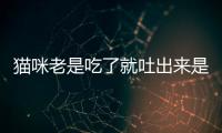 貓咪老是吃了就吐出來是怎么回事啊(貓咪總是吃了就吐是為什么)