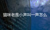 貓咪老是小聲叫一聲怎么回事？貓咪一直小聲叫