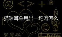 貓咪耳朵甩出一坨肉怎么回事？貓咪耳朵尖掉了一塊肉