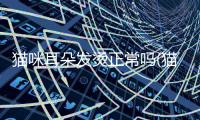 貓咪耳朵發燙正常嗎(貓咪睡覺耳朵和腳發燙)