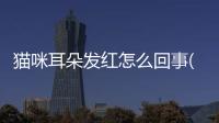 貓咪耳朵發(fā)紅怎么回事(貓咪耳朵脫毛發(fā)紅咋回事)