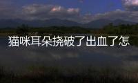 貓咪耳朵撓破了出血了怎么辦(給貓咪掏耳朵掏出血了怎么辦)