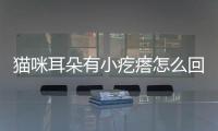 貓咪耳朵有小疙瘩怎么回事？貓咪耳朵有小疙瘩怎么辦