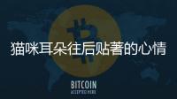 貓咪耳朵往后貼著的心情(貓咪耳朵往后收)