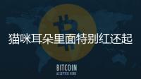 貓咪耳朵里面特別紅還起皮(貓咪耳朵掉毛禿了一塊怎么回事)