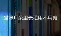 貓咪耳朵里長毛用不用剪掉(貓咪耳朵里長毛怎么回事)
