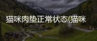 貓咪肉墊正常狀態(貓咪的肉墊為什么有些是黑色的)