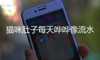 貓咪肚子每天嘩嘩像流水似的怎么回事？貓咪肚子一直發出水的聲音