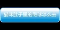 貓咪肚子里的毛球怎么去除(貓咪肚子里有毛球怎么辦)