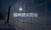 貓咪腸炎防治