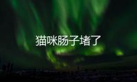 貓咪腸子堵了