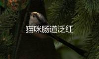 貓咪腸道泛紅