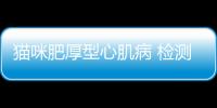 貓咪肥厚型心肌病 檢測多少錢，貓咪肥厚型心肌病 檢測報告