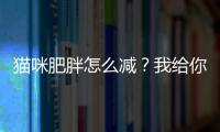 貓咪肥胖怎么減？我給你科普