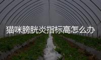 貓咪膀胱炎指標高怎么辦？貓咪膀胱炎指標高怎么回事