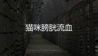 貓咪膀胱流血