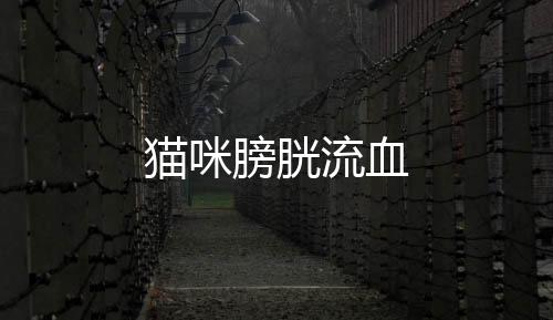 貓咪膀胱流血