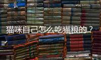 貓咪自己怎么吃貓糧的？貓咪怎么吃貓糧不嚼