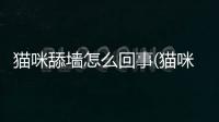 貓咪舔墻怎么回事(貓咪舔毛是為什么)