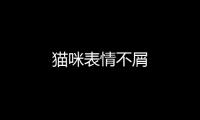 貓咪表情不屑