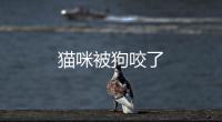 貓咪被狗咬了