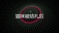 貓咪被結扎后