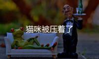 貓咪被壓著了