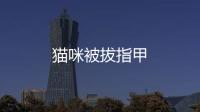 貓咪被拔指甲
