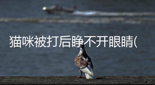 貓咪被打后睜不開眼睛(貓咪被打后睜不開眼怎么辦)
