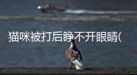 貓咪被打后睜不開眼睛(貓咪被打后睜不開眼怎么辦)