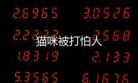 貓咪被打怕人
