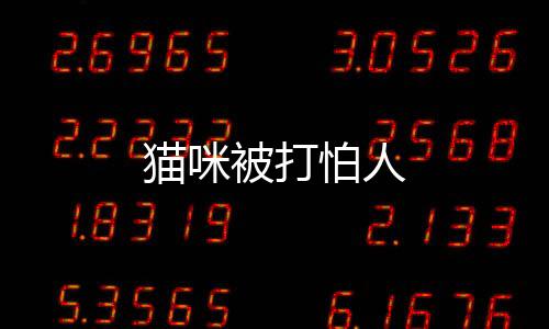 貓咪被打怕人