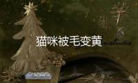 貓咪被毛變黃