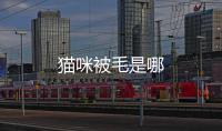 貓咪被毛是哪