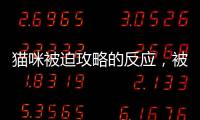 貓咪被迫攻略的反應，被迫營業的貓貓bgm
