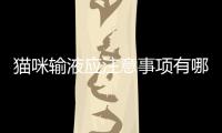 貓咪輸液應注意事項有哪些？貓咪輸液應注意事項是什么