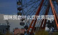 貓咪貧血什么癥狀表現圖片？貓咪貧血有什么癥狀