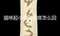 貓咪起小皮屑還癢怎么回事？貓咪起小皮屑還癢怎么辦
