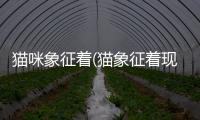 貓咪象征著(貓象征著現(xiàn)實(shí)生活中的什么)
