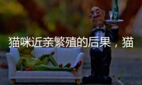 貓咪近親繁殖的后果，貓近親繁殖會有問題嗎