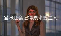 貓咪還會(huì)記得原來的主人嗎