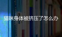 貓咪身體被擠壓了怎么辦啊(貓被擠了身子)